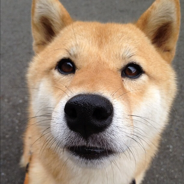 山东小子改写剧本！张镇麟单节21分率队翻盘湖人