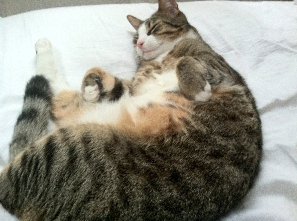 逆袭的烽火与不败的熔炉，当韩国绝地翻盘遇见樊振东状态即正义