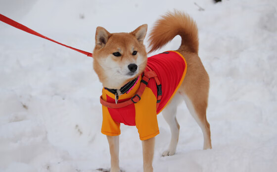 年终总决赛的传奇对决，蒂姆力压群雄，轻取拉沃尔杯荣耀