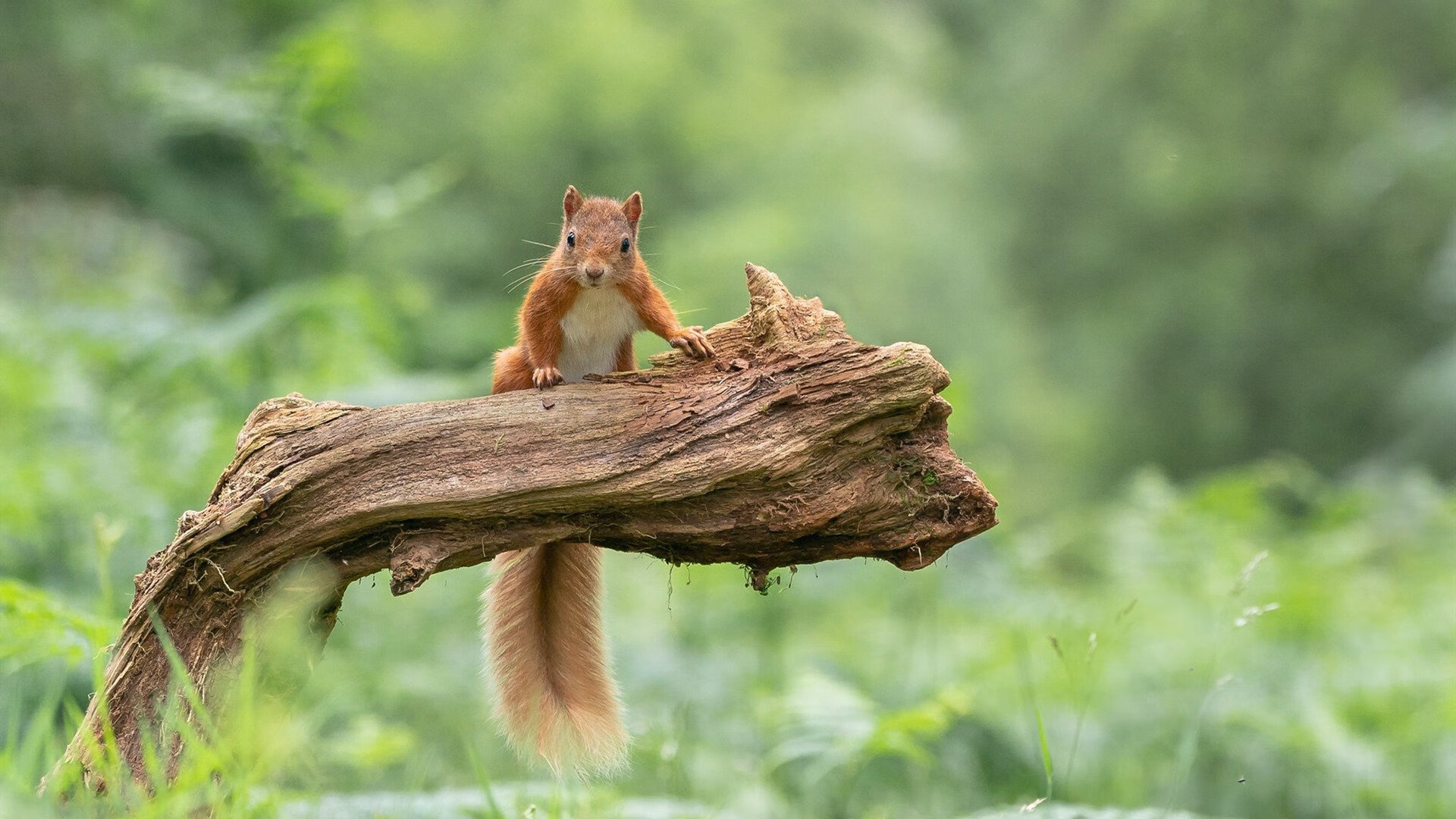 征服者之夜，当哈弗茨点燃柏林，塞内加尔人的足球赞歌响起