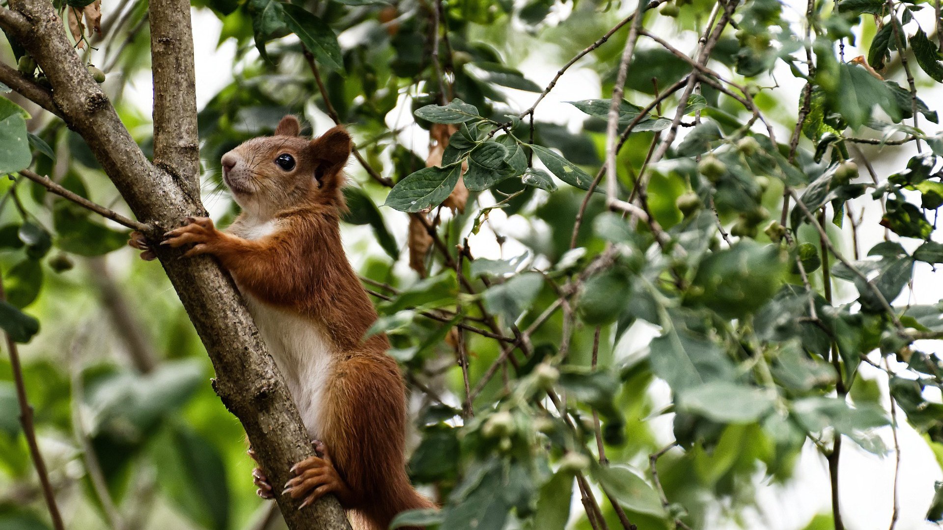 超维门神，当库尔图瓦将无争议变成一种震撼