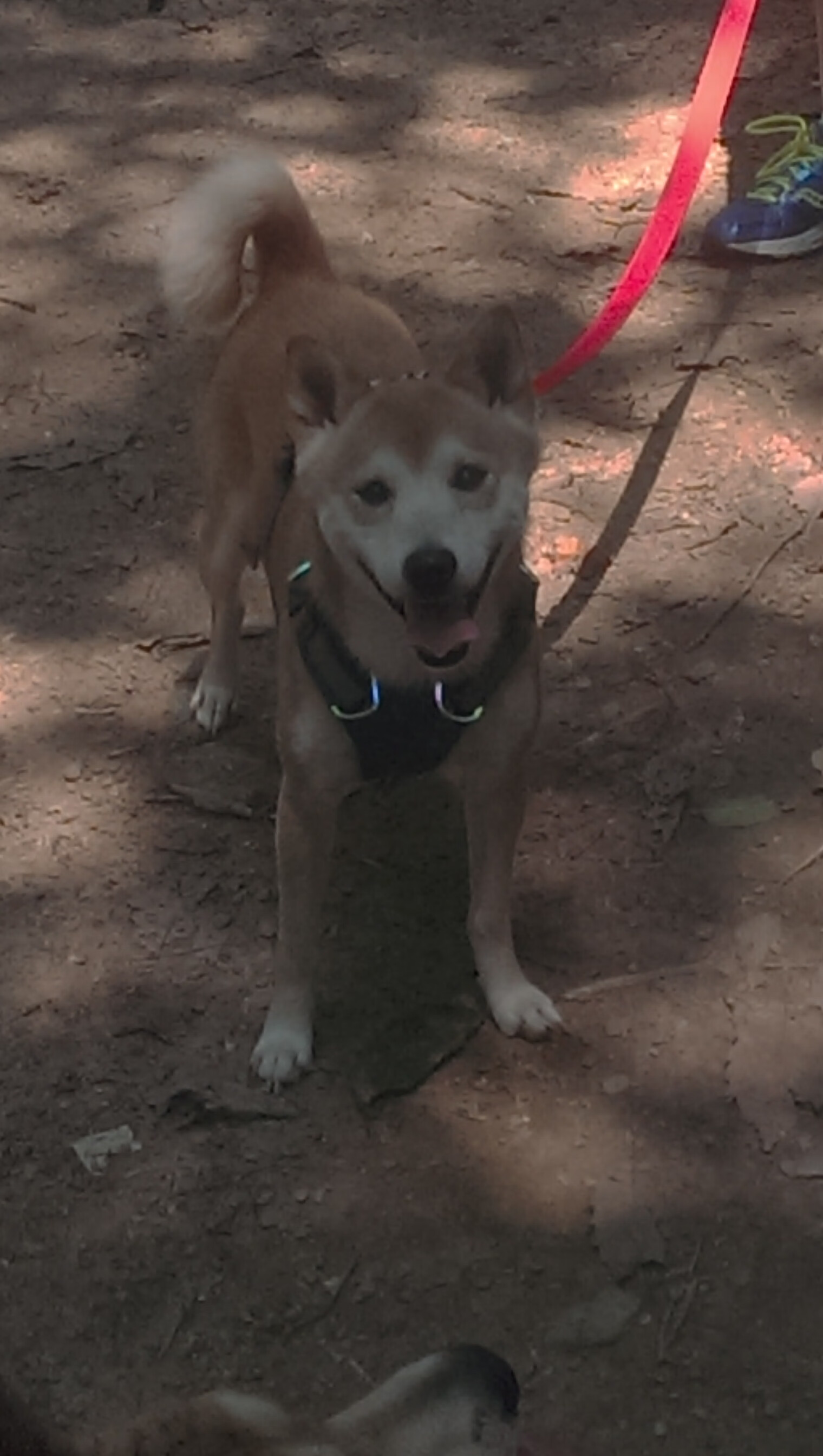 当鹰击长空遇见南美堡垒,竞技体育中的突破与坚守