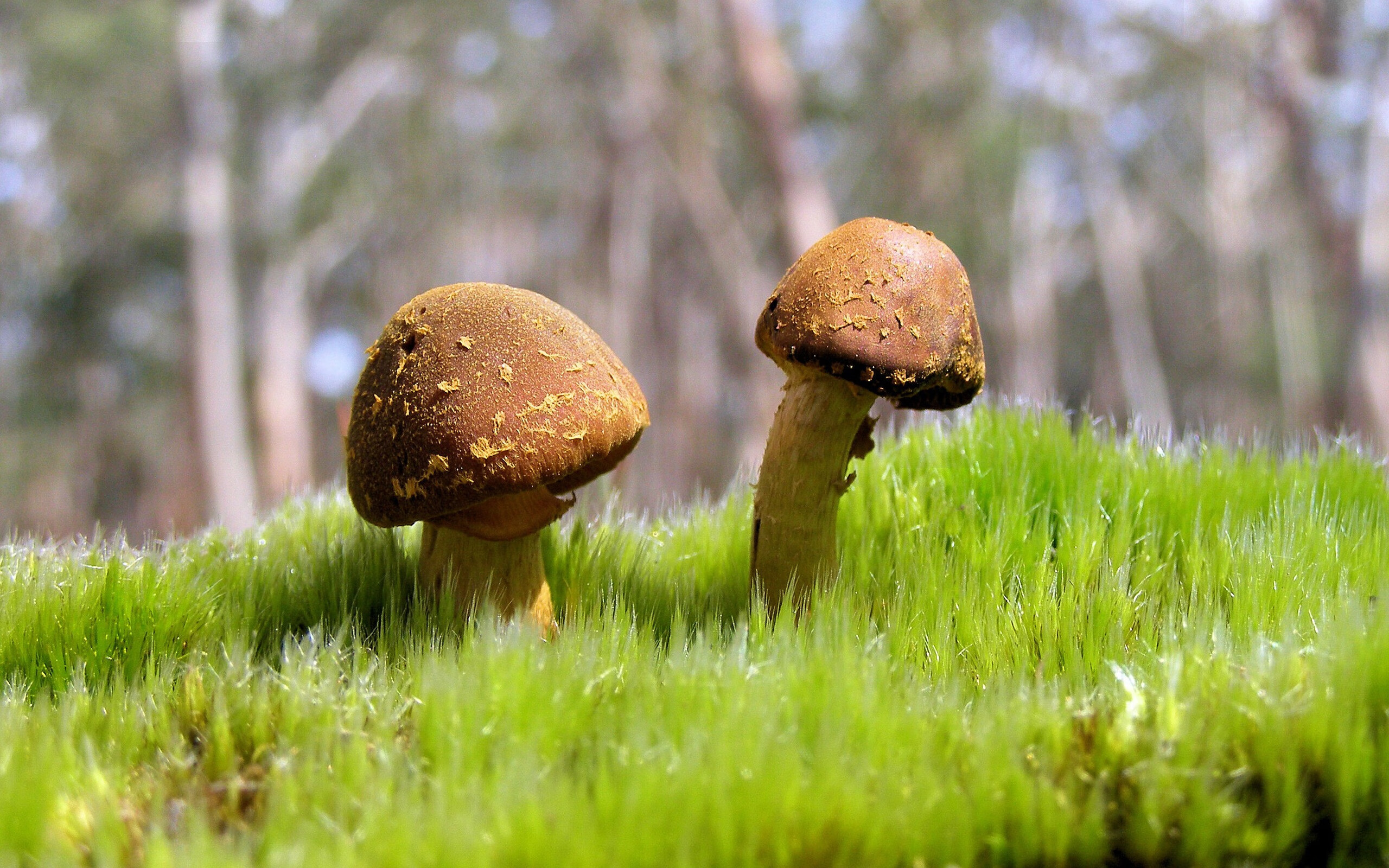 永恒之城奏凯歌，卢卡库一剑封喉，罗马主场粉碎瑞士铁壁