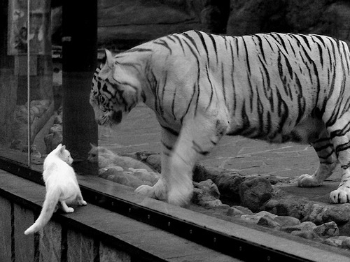 硬仗见真章,浓眉统治攻防,公牛力克上海显冠军底色