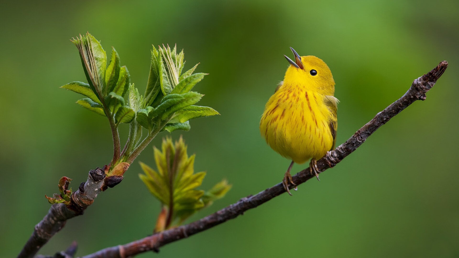 当欧冠遇上NBA，独行侠与鹈鹕的决赛级加时鏖战
