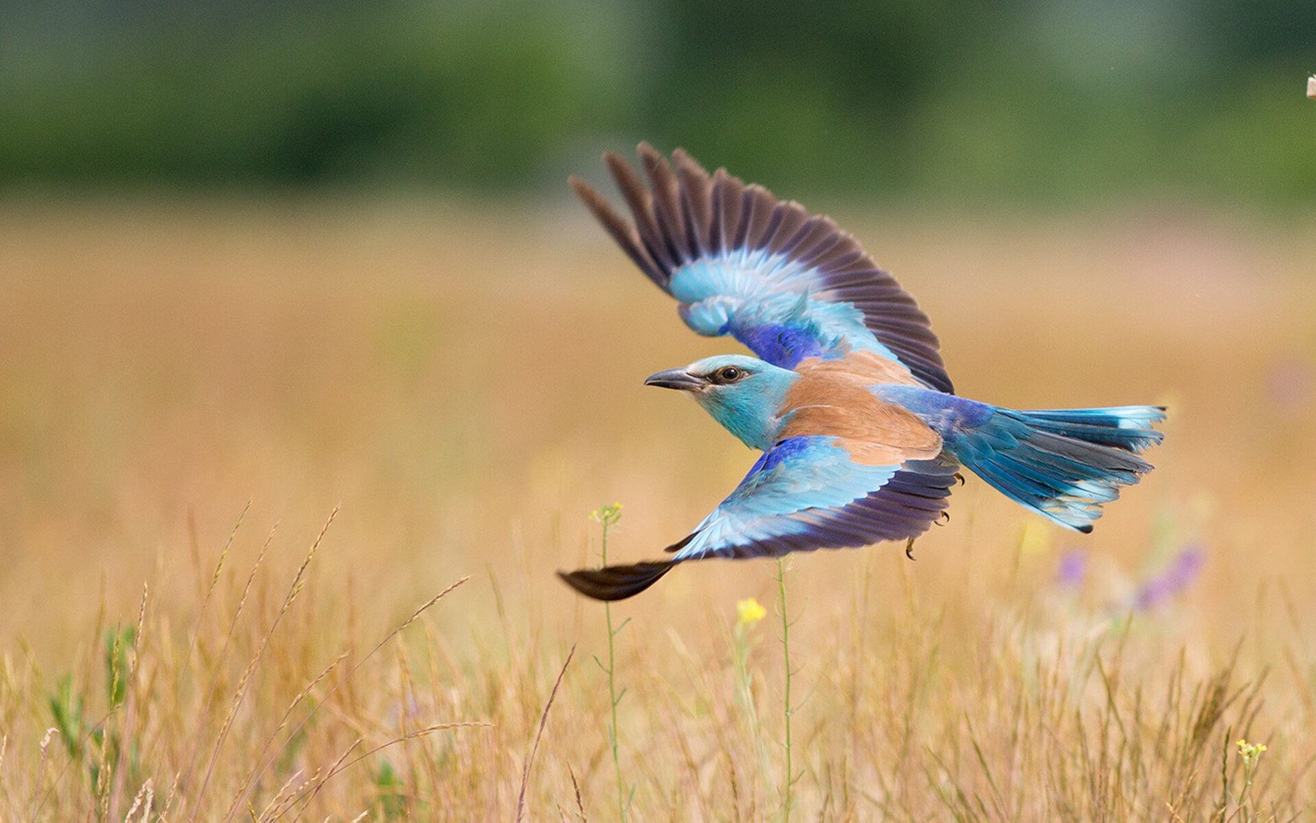 当方程式化作无声交响乐，戈麦斯是如何在都市迷宫中锁死对手的