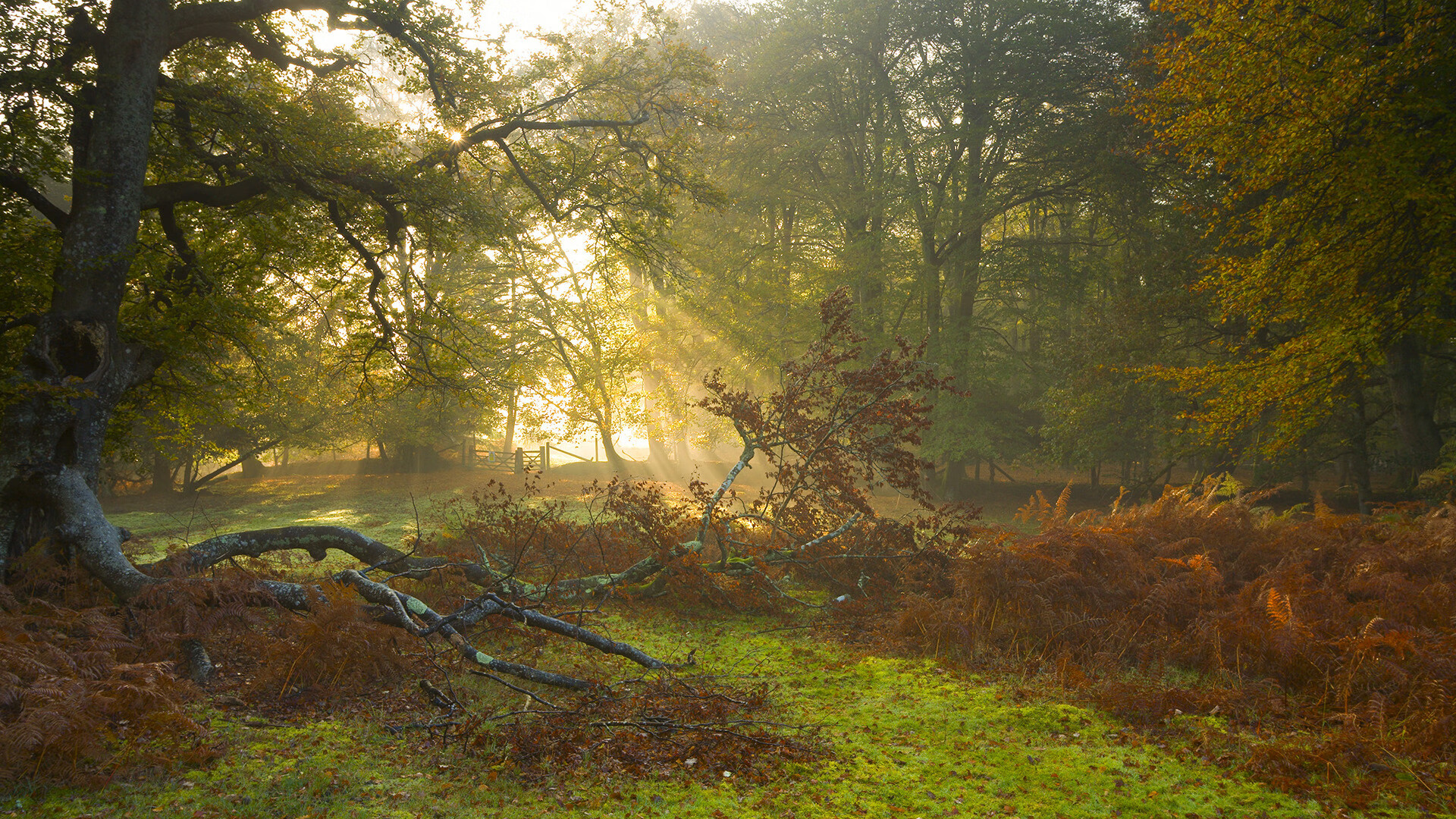 马赛曲与斗牛士，努涅斯，惊涛骇浪中的秩序本身