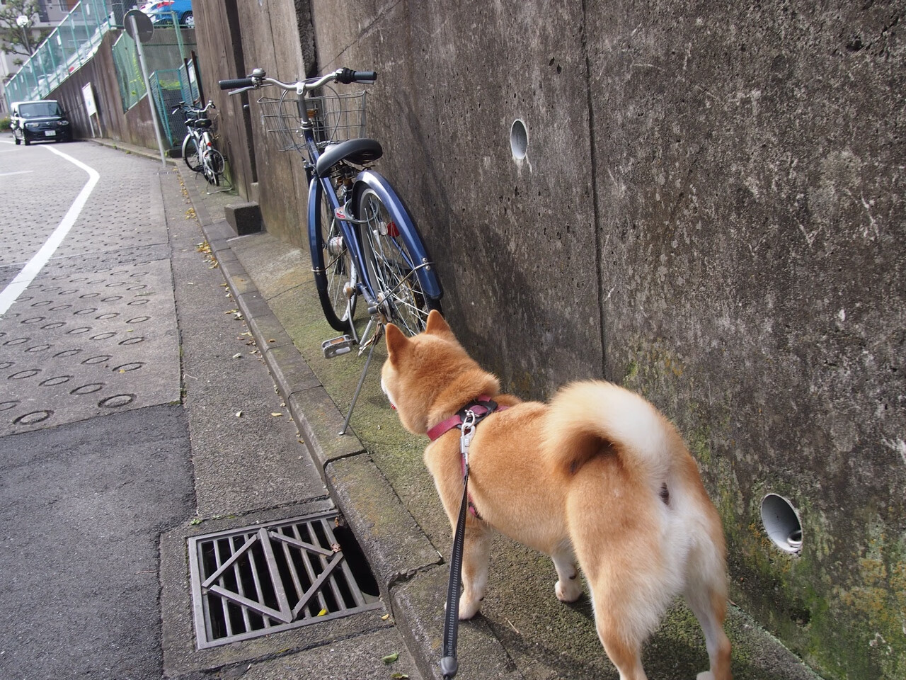 戈贝尔关键制胜绝杀，这是绝无仅有的血战