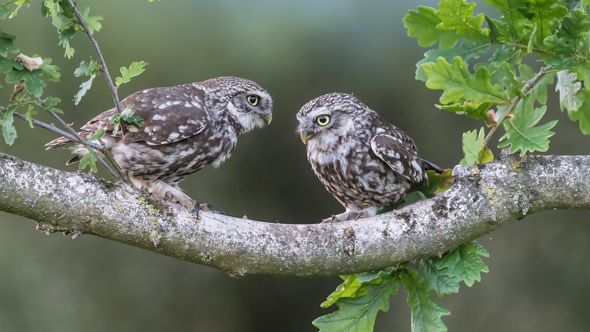 致命三分!欧洲联赛惊魂绝杀,武切维奇加冕关键先生