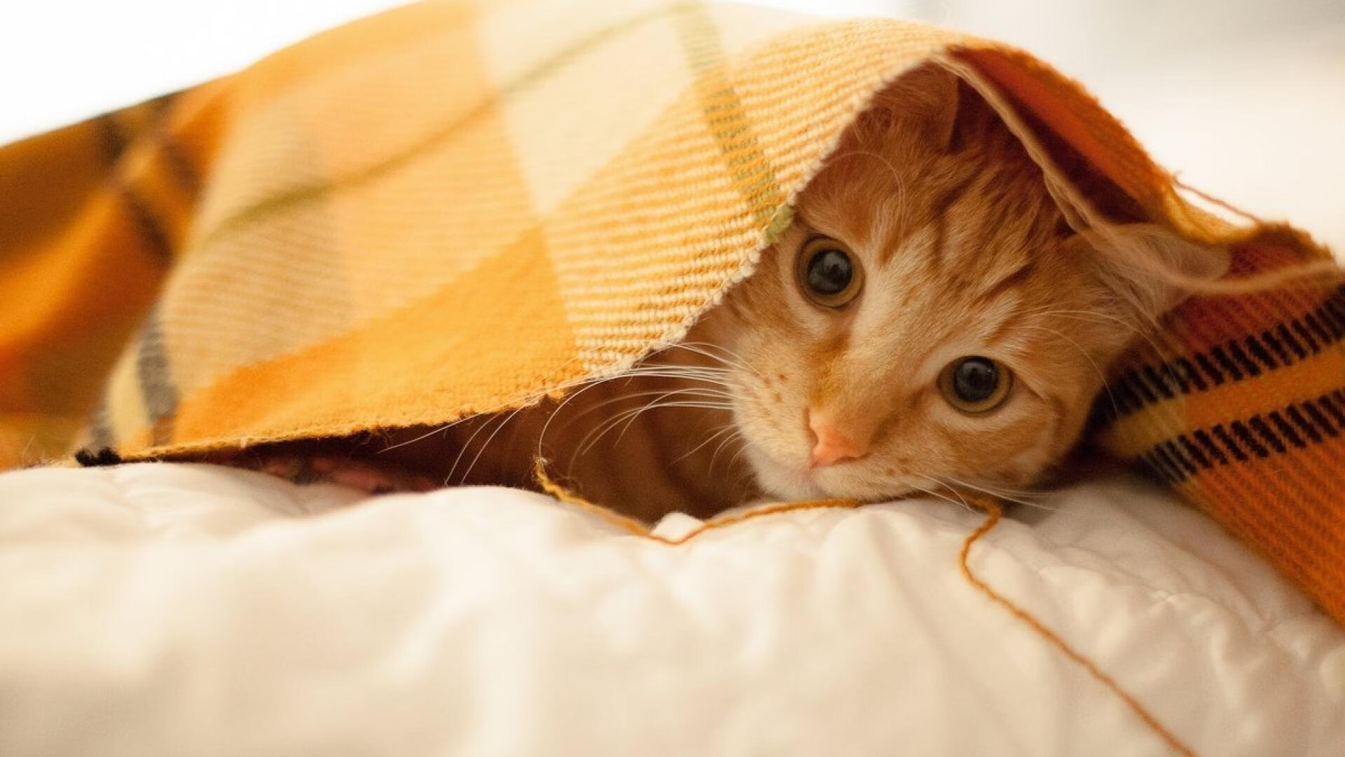 一将封喉，一国逆转，虚构的绿茵神话