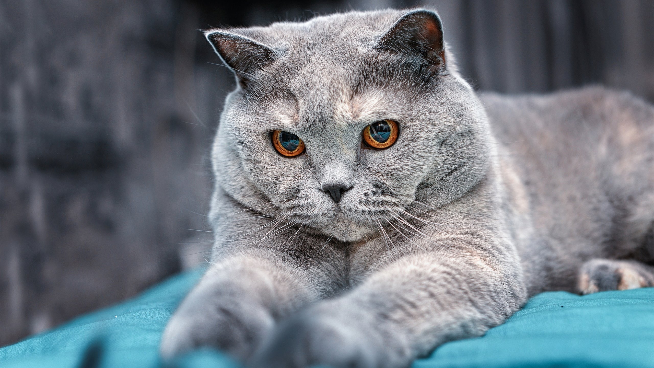 冷门与热门的辩证，哈弗茨自我正名，几内亚上演草根逆袭—两个截然不同的胜利，同一种体育精神