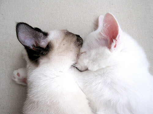 跨界巅峰对决，西决生死战焦点，国王队惊险胜出北京队