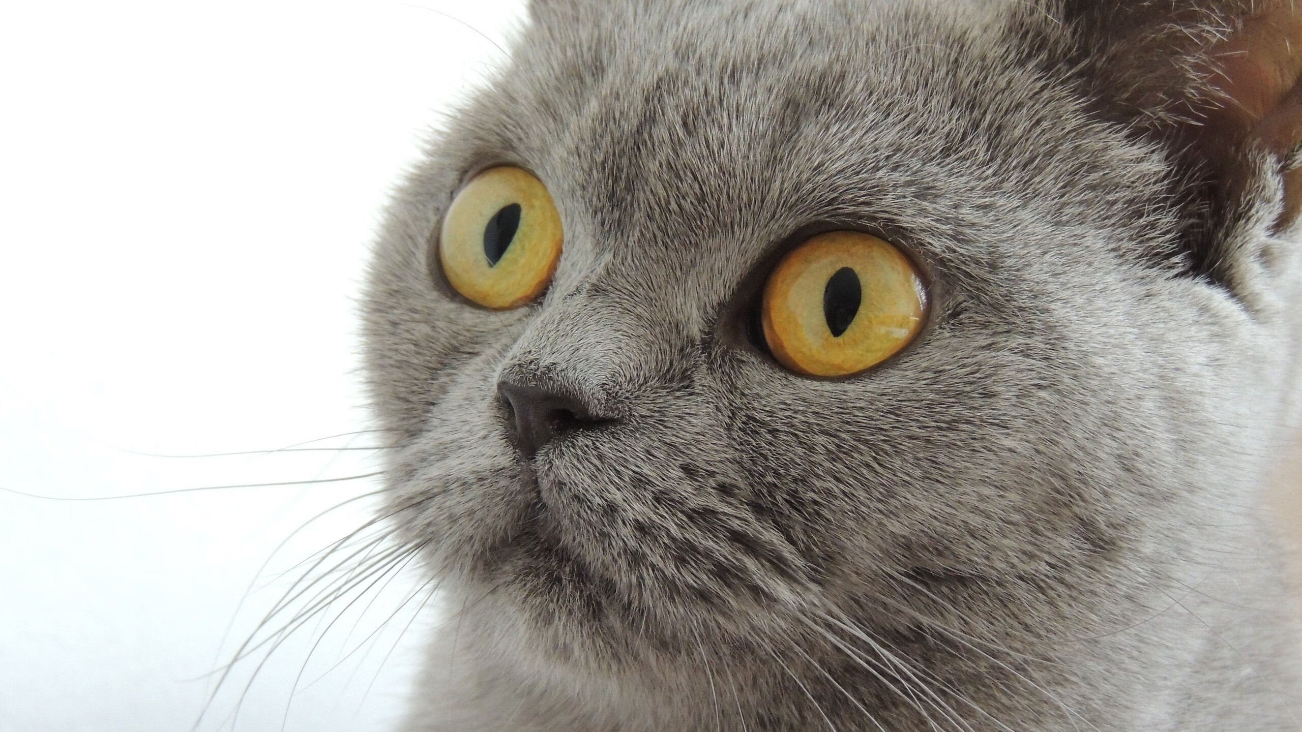 京沪大战的寂静与轰鸣，浓眉以静制动，定义唯一的关键时刻