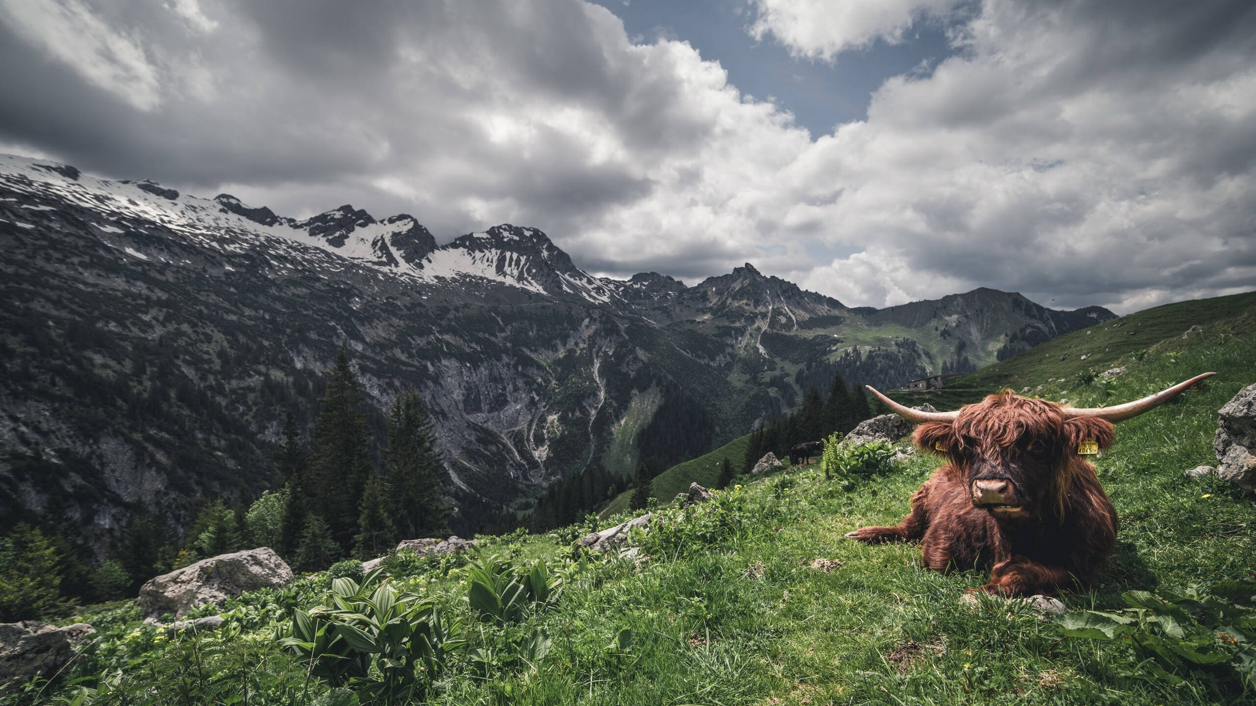 最稳的电缆已接入!卡瓦哈尔稳定输出不掉线,终以闪电连线助西班牙绝杀冰岛
