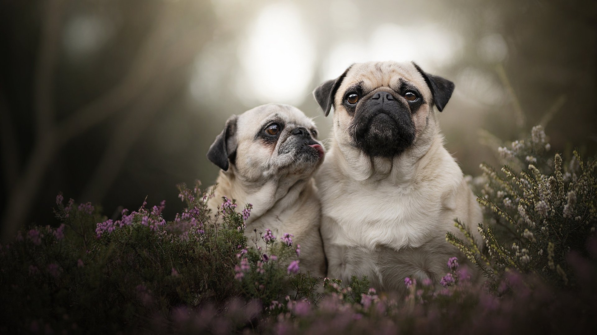 当篮球世界的终极战场，闯入一位足球之神，记NBA总决赛夜梅西的奇幻降临