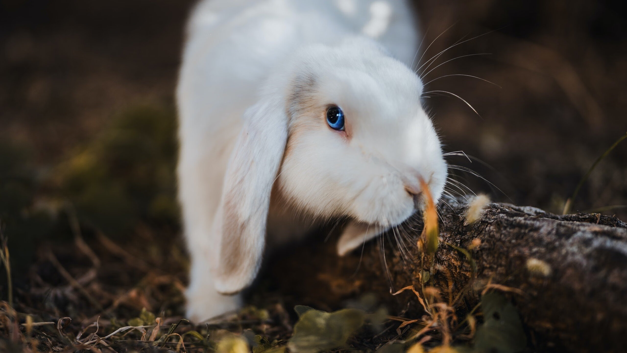 孤星炸裂与铁壁合围，杰伦格林43分独角戏，马刺团队洪流碾碎灰熊
