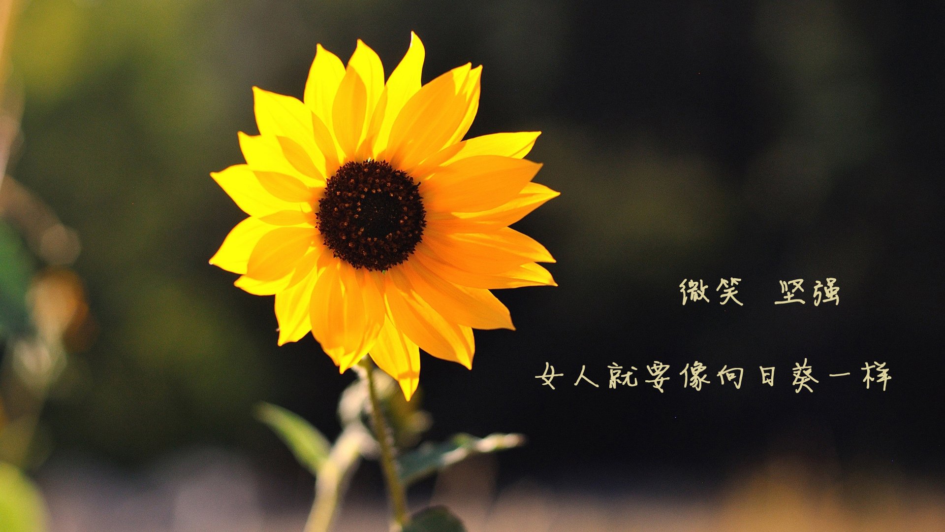 独舞桑巴，2026世界杯H组焦点战，齐耶赫以一人之力定义巴西横扫斯洛伐克的夜晚